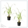Live Lemongrass (2 Plants Per Pack) - Wards Off Pests - Natural Mosquito Repellant - Healthy and Fragrant - 10" Tall by 5" Wide in 1.5 Quart Pot - Image 6