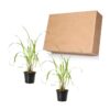 Live Lemongrass (2 Plants Per Pack) - Wards Off Pests - Natural Mosquito Repellant - Healthy and Fragrant - 10" Tall by 5" Wide in 1.5 Quart Pot - Image 2