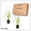 Live Lemongrass (2 Plants Per Pack) - Wards Off Pests - Natural Mosquito Repellant - Healthy and Fragrant - 10" Tall by 5" Wide in 1.5 Quart Pot - Image 5