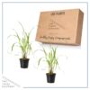 Live Lemongrass (2 Plants Per Pack) - Wards Off Pests - Natural Mosquito Repellant - Healthy and Fragrant - 10" Tall by 5" Wide in 1.5 Quart Pot - Image 7