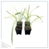 Live Lemongrass (4 Plants Per Pack) - Wards Off Bugs and Pests - Natural Mosquito Repellant - 6" Tall by 3" Wide in 1 Pt Pot - Image 3
