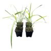Live Lemongrass (4 Plants Per Pack) - Wards Off Bugs and Pests - Natural Mosquito Repellant - 6" Tall by 3" Wide in 1 Pt Pot