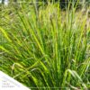 Live Lemongrass (4 Plants Per Pack) - Wards Off Bugs and Pests - Natural Mosquito Repellant - 6" Tall by 3" Wide in 1 Pt Pot - Image 2