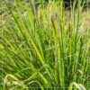 Live Lemongrass (4 Plants Per Pack) - Wards Off Bugs and Pests - Natural Mosquito Repellant - 6" Tall by 3" Wide in 1 Pt Pot - Image 6