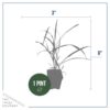 Live Lemongrass (4 Plants Per Pack) - Wards Off Bugs and Pests - Natural Mosquito Repellant - 6" Tall by 3" Wide in 1 Pt Pot - Image 4