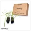 Live Lemongrass (4 Plants Per Pack) - Wards Off Bugs and Pests - Natural Mosquito Repellant - 6" Tall by 3" Wide in 1 Pt Pot - Image 7