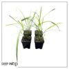 Live Lemongrass (4 Plants Per Pack) - Wards Off Bugs and Pests - Natural Mosquito Repellant - 6" Tall by 3" Wide in 1 Pt Pot - Image 9