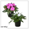 Live New Guinea Impatiens Plant - Assorted Colors (2 Plants Per Pack) - Beautiful Flowering Shade Flowers - 12" Tall by 5" Wide in 1 Qt Pot