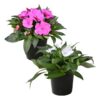 Live New Guinea Impatiens Plant - Assorted Colors (2 Plants Per Pack) - Beautiful Flowering Shade Flowers - 12" Tall by 5" Wide in 1 Qt Pot - Image 3