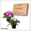 Live New Guinea Impatiens Plant - Assorted Colors (2 Plants Per Pack) - Beautiful Flowering Shade Flowers - 12" Tall by 5" Wide in 1 Qt Pot - Image 5