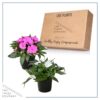 Live New Guinea Impatiens Plant - Assorted Colors (2 Plants Per Pack) - Beautiful Flowering Shade Flowers - 12" Tall by 5" Wide in 1 Qt Pot - Image 6