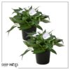 Live New Guinea Impatiens Plant - White (2 Plants Per Pack) - Beautiful Flowering Shade Flowers - 12" Tall by 5" Wide in 1 Qt Pot - Image 6