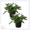 Live New Guinea Impatiens Plant - White (2 Plants Per Pack) - Beautiful Flowering Shade Flowers - 12" Tall by 5" Wide in 1 Qt Pot
