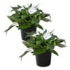 Live New Guinea Impatiens Plant - White (2 Plants Per Pack) - Beautiful Flowering Shade Flowers - 12" Tall by 5" Wide in 1 Qt Pot - Image 2