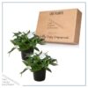 Live New Guinea Impatiens Plant - White (2 Plants Per Pack) - Beautiful Flowering Shade Flowers - 12" Tall by 5" Wide in 1 Qt Pot - Image 5
