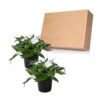 Live New Guinea Impatiens Plant - White (2 Plants Per Pack) - Beautiful Flowering Shade Flowers - 12" Tall by 5" Wide in 1 Qt Pot - Image 3