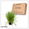 Live Organic Pet Grass (2 Per Pack) - Great for Animal Health - 10" Tall by 6" Wide 1 Pint Pot - Image 11