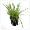 Live Ornamental Perennial Grass - Pink Pampas - Showy Accent Plant - 12" Tall by 6" Wide in 1.5 Quart Pot - Image 2