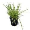 Live Ornamental Perennial Grass - Pink Pampas - Showy Accent Plant - 12" Tall by 6" Wide in 1.5 Quart Pot - Image 3