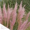 Live Ornamental Perennial Grass - Pink Pampas - Showy Accent Plant - 12" Tall by 6" Wide in 1.5 Quart Pot - Image 4
