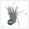Live Ornamental Perennial Grass - Pink Pampas - Showy Accent Plant - 12" Tall by 6" Wide in 1.5 Quart Pot - Image 5