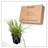 Live Ornamental Perennial Grass - Pink Pampas - Showy Accent Plant - 12" Tall by 6" Wide in 1.5 Quart Pot - Image 7
