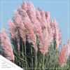 Live Ornamental Perennial Grass - Pink Pampas - Showy Accent Plant - 12" Tall by 6" Wide in 1.5 Quart Pot - Image 6