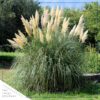 Live Ornamental Perennial Grass - White Pampas - Showy Accent Plant - 12" Tall by 6" Wide in 1.5 Quart Pot - Image 4