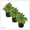 Live Perennial Hosta - Bedazzled (3 Plants Per Pack) - Beautiful Landscape Accent - 10" Tall by 6" Wide in 1 Quart Pot - Image 2