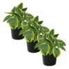Live Perennial Hosta - Bedazzled (3 Plants Per Pack) - Beautiful Landscape Accent - 10" Tall by 6" Wide in 1 Quart Pot