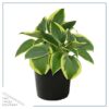 Live Perennial Hosta - Bedazzled (3 Plants Per Pack) - Beautiful Landscape Accent - 10" Tall by 6" Wide in 1 Quart Pot - Image 3