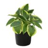Live Perennial Hosta - Bedazzled (3 Plants Per Pack) - Beautiful Landscape Accent - 10" Tall by 6" Wide in 1 Quart Pot - Image 4