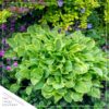 Live Perennial Hosta - Bedazzled (3 Plants Per Pack) - Beautiful Landscape Accent - 10" Tall by 6" Wide in 1 Quart Pot - Image 5