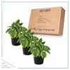Live Perennial Hosta - Bedazzled (3 Plants Per Pack) - Beautiful Landscape Accent - 10" Tall by 6" Wide in 1 Quart Pot - Image 6