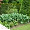 Live Perennial Hosta - Blue Cadet (3 Per Pack) - Beautiful Accent Plant - 10" Tall by 6" Wide in 1 Quart Pot - Image 8