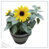 Live Sunflower - Beautiful Spring Flowers - 15" Tall by 10" Wide in 1.15 Gallon Whiskey Barrel - Image 9