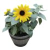 Live Sunflower - Beautiful Spring Flowers - 15" Tall by 10" Wide in 1.15 Gallon Whiskey Barrel