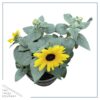 Live Sunflower - Beautiful Spring Flowers - 15" Tall by 10" Wide in 1.15 Gallon Whiskey Barrel - Image 10