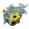 Live Sunflower - Beautiful Spring Flowers - 15" Tall by 10" Wide in 1.15 Gallon Whiskey Barrel - Image 11