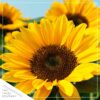 Live Sunflower - Beautiful Spring Flowers - 15" Tall by 10" Wide in 1.15 Gallon Whiskey Barrel - Image 12