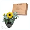 Live Sunflower - Beautiful Spring Flowers - 15" Tall by 10" Wide in 1.15 Gallon Whiskey Barrel - Image 14