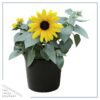 Live Sunflower - Beautiful Spring/Summer Color - Healthy Vibrant Flowers - 12" Tall by 5" Wide in 2.5 Qt Pot - Image 2