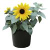 Live Sunflower - Beautiful Spring/Summer Color - Healthy Vibrant Flowers - 12" Tall by 5" Wide in 2.5 Qt Pot