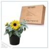 Live Sunflower - Beautiful Spring/Summer Color - Healthy Vibrant Flowers - 12" Tall by 5" Wide in 2.5 Qt Pot - Image 5