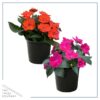 Live Sunpatiens - Assorted Colors (2 Plants Per Pack) - Beautiful Healthy Flowers - 12" Tall by 5" Wide in 2.5 Qt Pot - Image 2