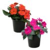 Live Sunpatiens - Assorted Colors (2 Plants Per Pack) - Beautiful Healthy Flowers - 12" Tall by 5" Wide in 2.5 Qt Pot