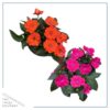 Live Sunpatiens - Assorted Colors (2 Plants Per Pack) - Beautiful Healthy Flowers - 12" Tall by 5" Wide in 2.5 Qt Pot - Image 3