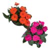 Live Sunpatiens - Assorted Colors (2 Plants Per Pack) - Beautiful Healthy Flowers - 12" Tall by 5" Wide in 2.5 Qt Pot - Image 4