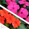 Live Sunpatiens - Assorted Colors (2 Plants Per Pack) - Beautiful Healthy Flowers - 12" Tall by 5" Wide in 2.5 Qt Pot - Image 5