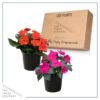 Live Sunpatiens - Assorted Colors (2 Plants Per Pack) - Beautiful Healthy Flowers - 12" Tall by 5" Wide in 2.5 Qt Pot - Image 6